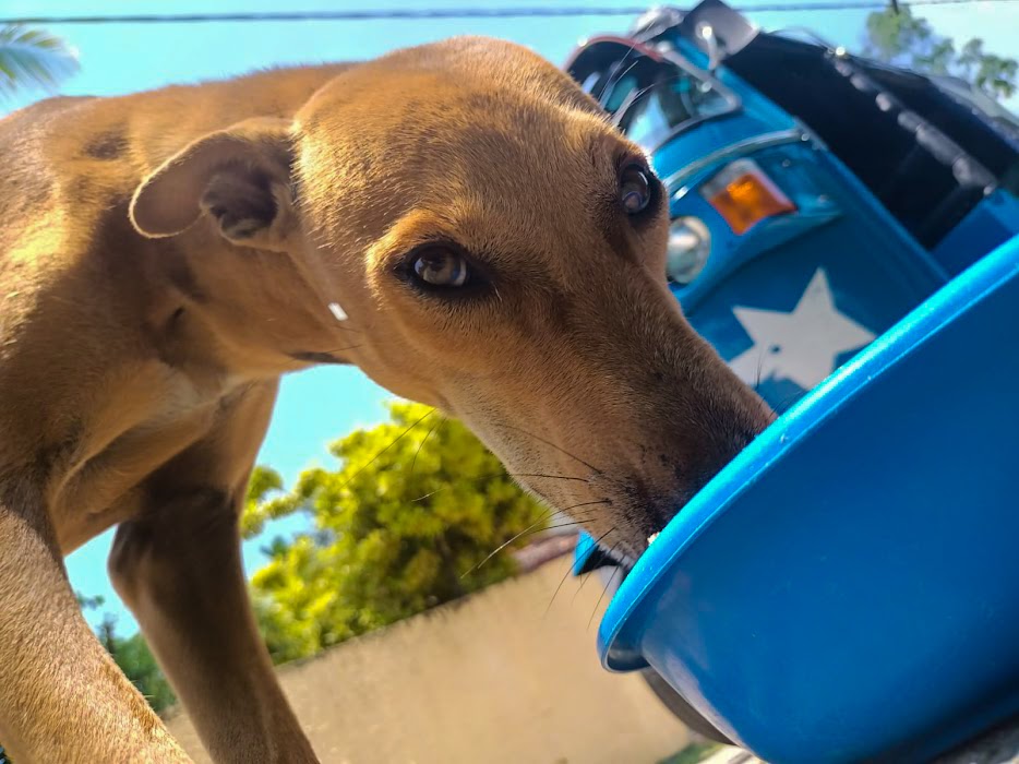 Dog eating from a bowl of food on the street looking into he camera exhibiting whale eye.