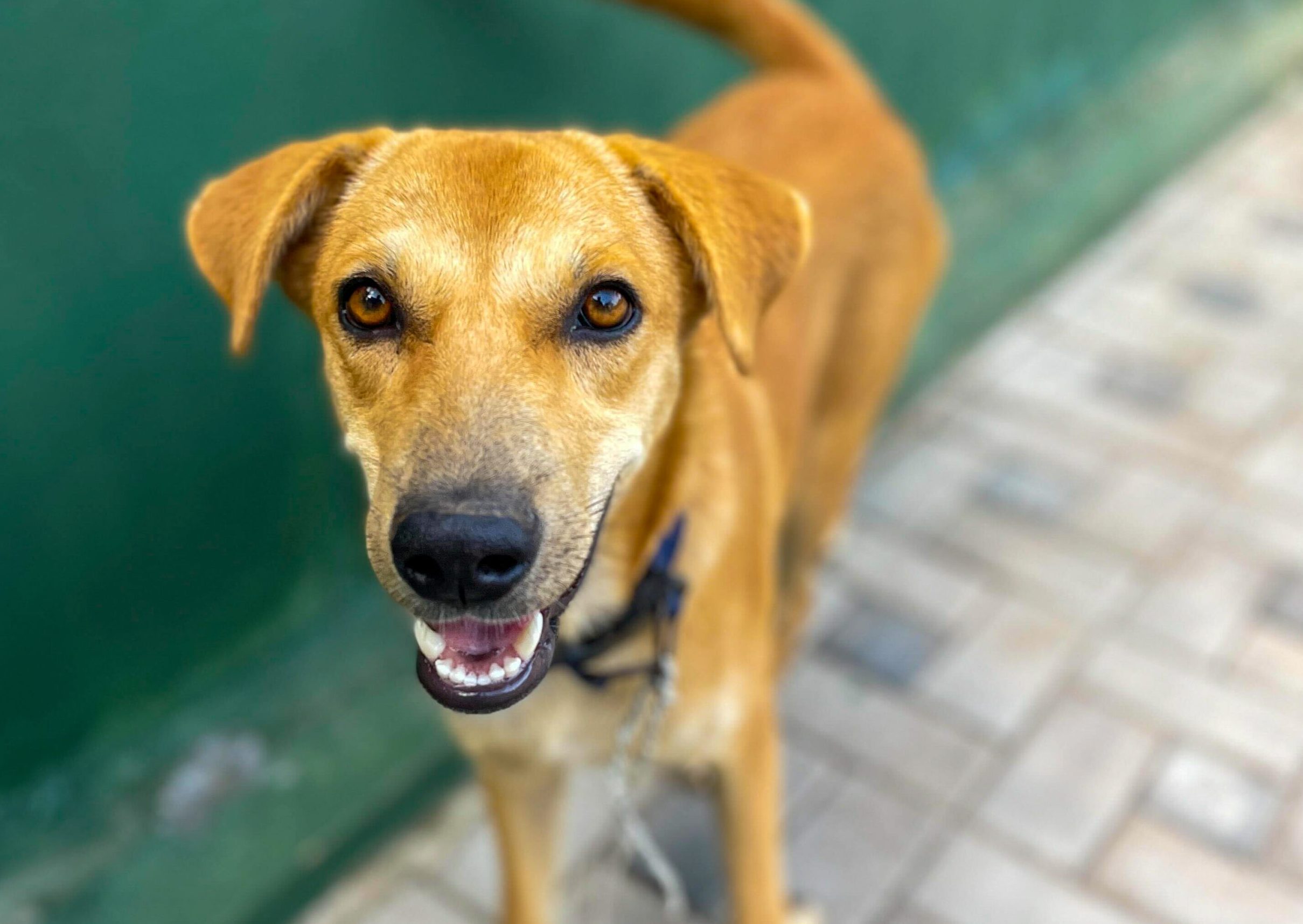 Light brown dog looking directly into the camera smiling.