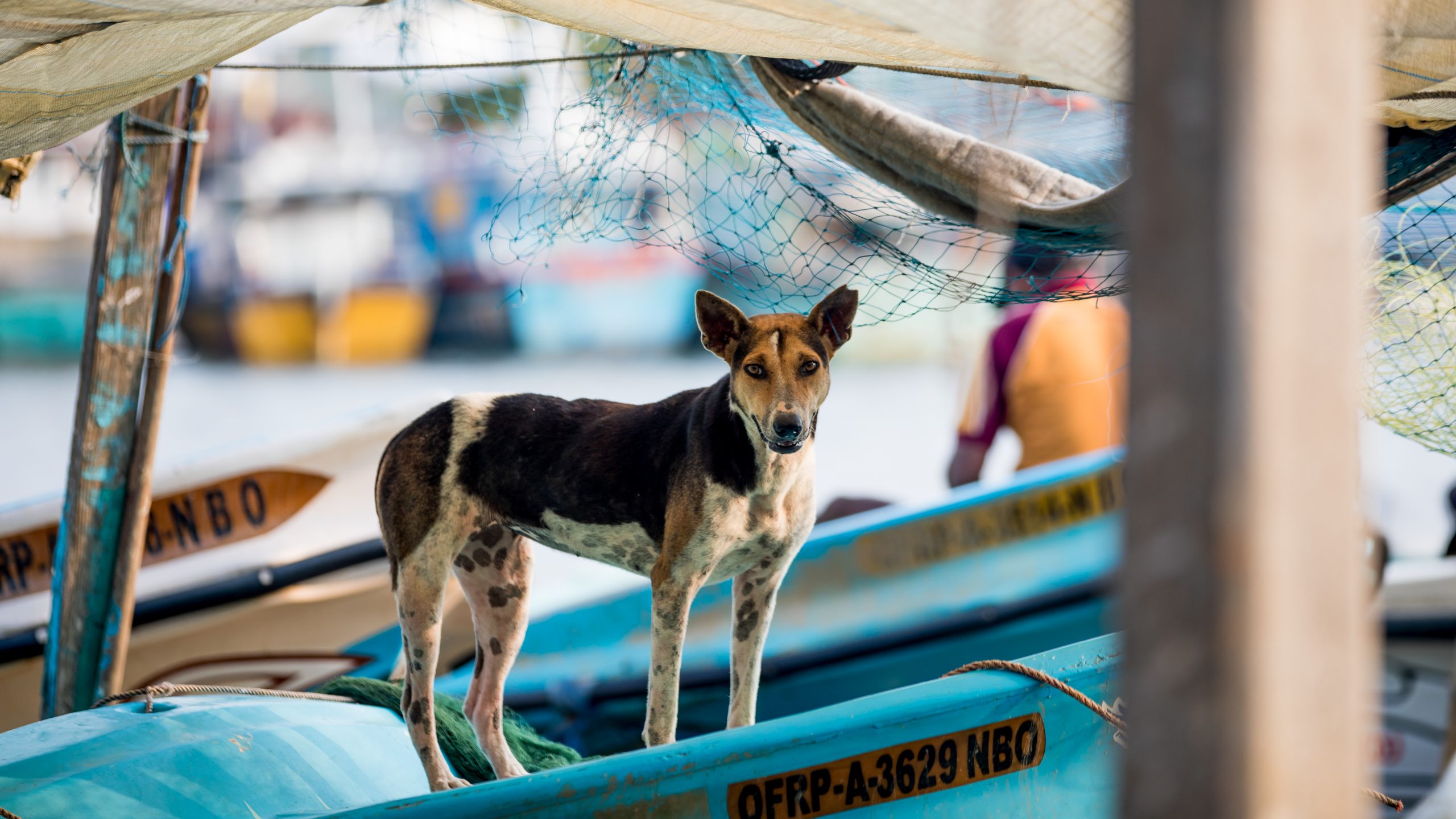 Street dog standing on a boat.