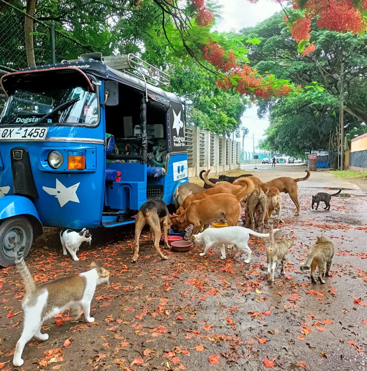 Group of dogs and cats next to a blue tuk-tuk.