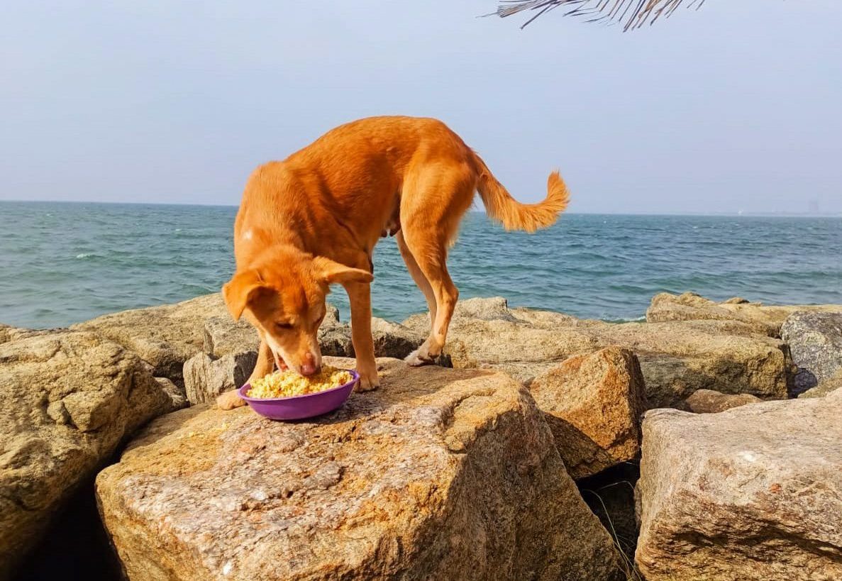 Dog eating on some rocks next to the sea.