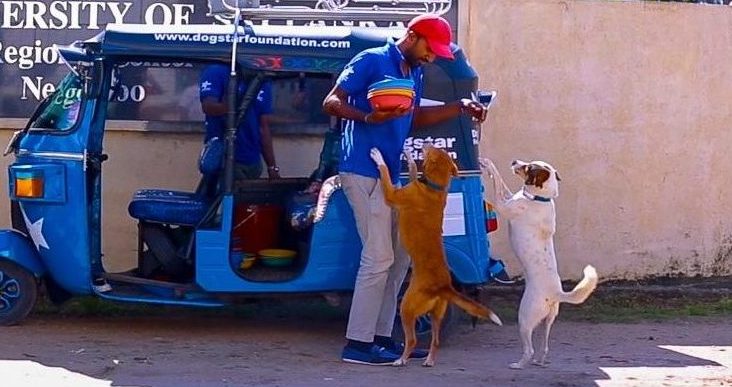 Two dogs jumping up at a Dogstar employee carrying bowls of food.