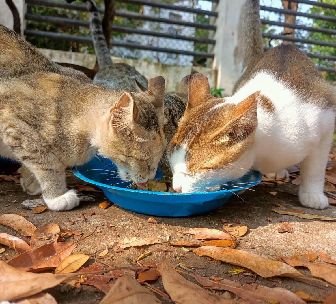 Two street cats eating from the same bowl.