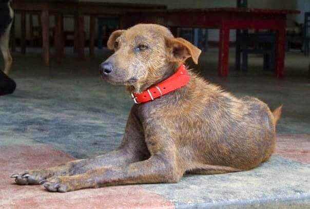 A brown dog with patchy fur lying down.