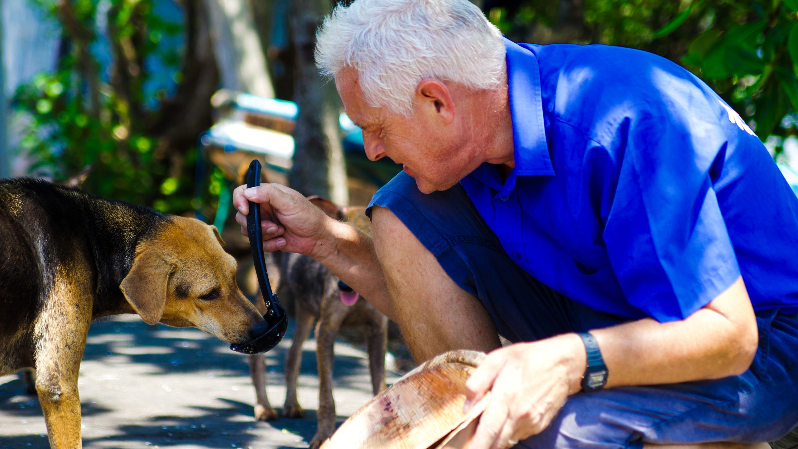 A Dogstar employee is kneeling down next to a dog on the street feeding them using a large plastic spoon.