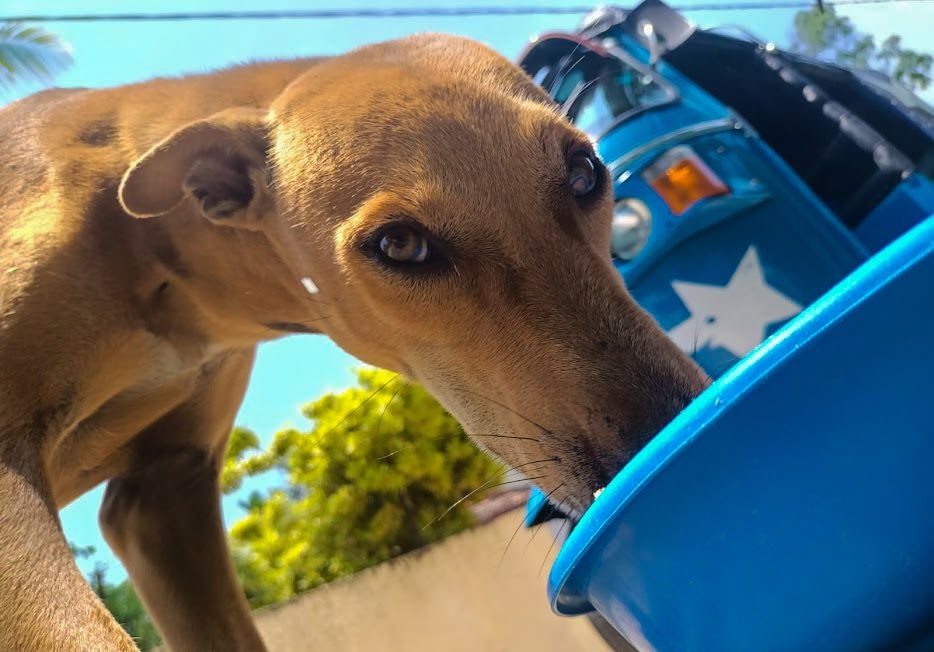 Dog eating from a bowl of food on the street looking into he camera exhibiting whale eye.