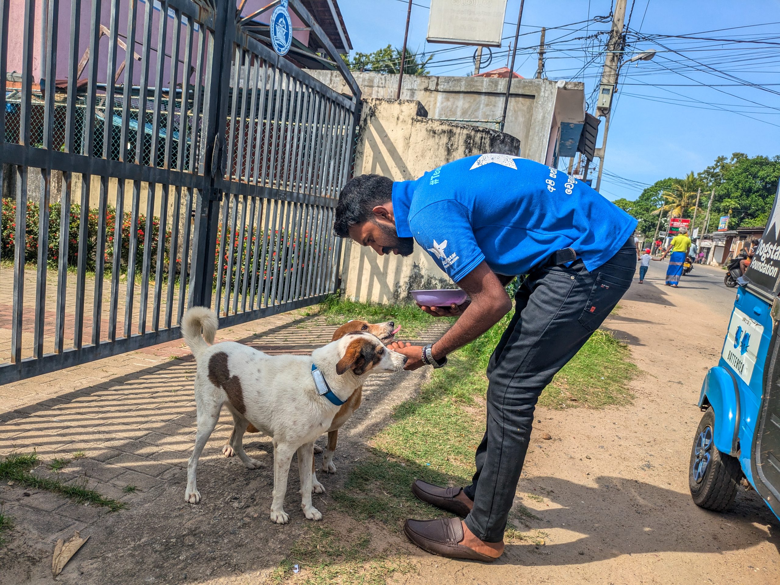 A Dogstar employee bending down to feed two dogs on the street.