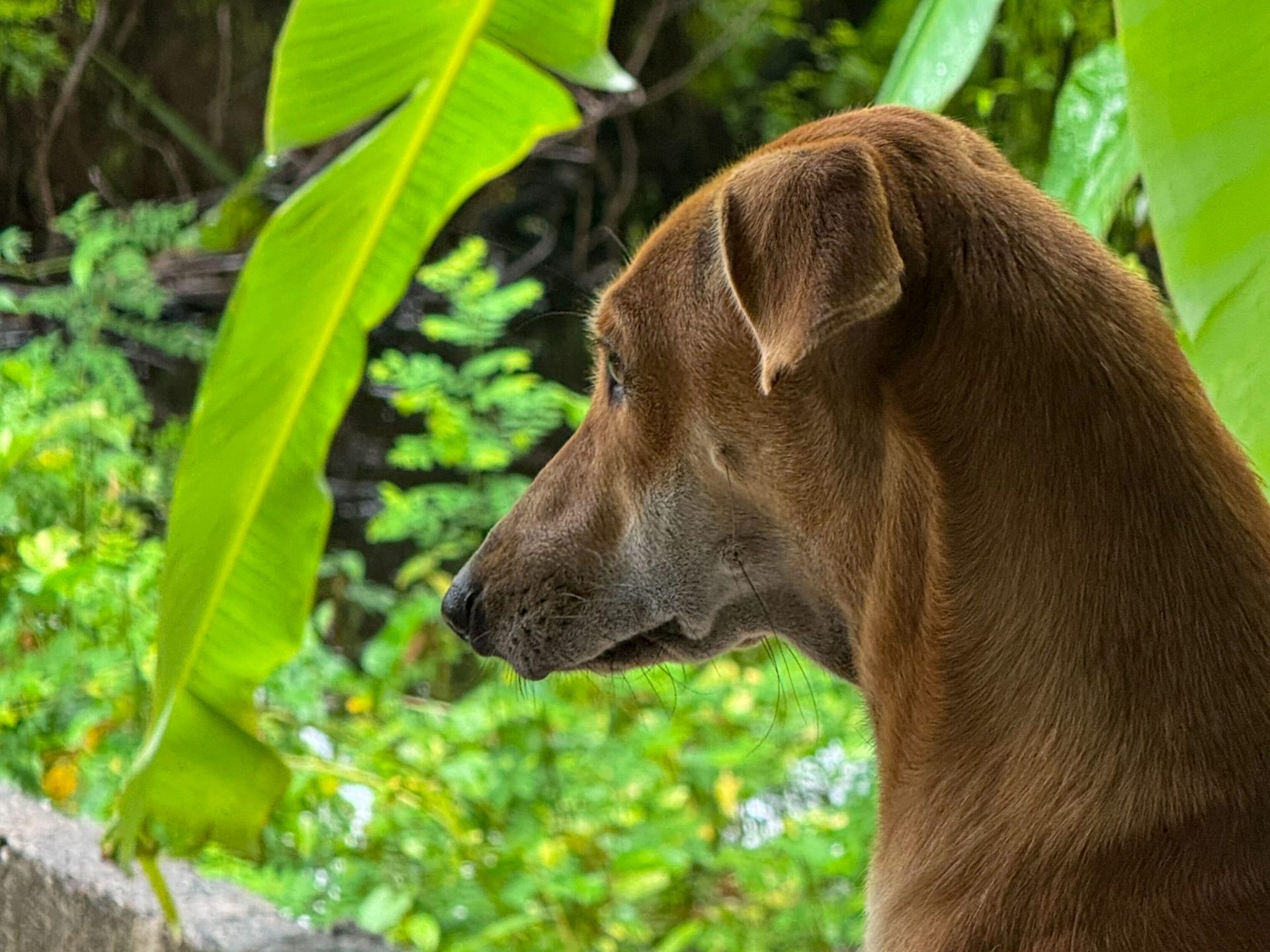 Dog looking outside into the rain